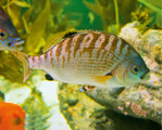 Der Regenbogen-Brandungsbarsch(Hypsurus caryi) kommt vor allem in den Seetangwäldern vor der Küste Kaliforniens vor, wird jedoch immer seltener gesichtet.