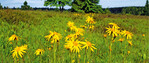 Echte Arnika(Arnica montana)