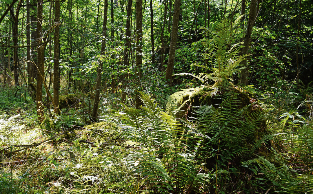 Lichte Waldflche mit dichter Krautvegetation