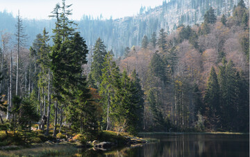 Foto 1: Nur in den abgelegenen Hochlagen der Mittelgebirge haben sich bis in das 20. Jahrhundert naturnahe Wlder erhalten. In den letzten Jahrzehnten beeinflusste die Massenvermehrung von Borkenkfern die Waldstruktur natrlicher Fichtenwlder sehr stark, wie hier an der Rachelseewand im Nationalpark Bayerischer Wald.