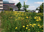 <strong>Abb. 2: </strong>Blumenwiese am Max-Planck-Institut Tübingen. © Philipp Unterweger Flowering meadow at the Max Planck Institute in Tübingen.