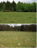 Typisches Mikrorelief aufgrund der Grabaktivität (a) der Gelben Wiesenameise (Lasius flavus ) und (b) des Europäischen Maulwurfs (Talpa europaea ) in Kalkmagerrasen bzw. im mesophilen Grasland.|Typical relief features caused by the digging activities of (a) Yellow Meadow Ant (Lasius flavus) and (b) European Mole (Talpa europaea) in calcareous resp. mesophilic grasslands.