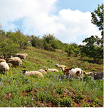 Der Bundesrat befürwortet jährliche Weidetierprämie für Schaf- und Ziegenhalter.