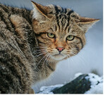 Erste Funde belegen: Die Wildkatze kehrt nach Brandenburg zurück.
