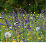Durch extensive Mahd entstehen artenreiche Grünlandsäume mit heimischen Arten. Saatgutmischungen dagegen enthalten oft fremdländische Arten.