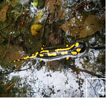4 Der Feuersalamander ist Symbol des HBS und Grundstein für Trabolds Werdegang.