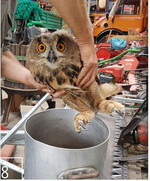 8 Manchmal hat der HBS auch unerwartete Gäste: Dieser junge Uhu wurde verletzt von der Straße gerettet. Inzwischen ist er wieder gesund und konnte zurück zu seinen Eltern.