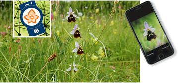 1 Ob seltene Arten wie diese Hummelragwurz (Ophrys holoserica) oder Universalarten – mit der App "Flora Incognita" lassen sich schon mit wenigen Fotos viele Arten identifizieren.