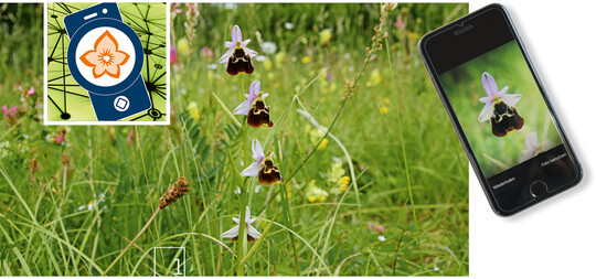 1  Ob seltene Arten wie diese Hummelragwurz (Ophrys holoserica) oder Universalarten – mit der App "Flora Incognita" lassen sich schon mit wenigen Fotos viele Arten identifizieren.