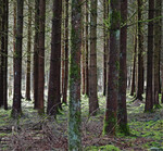 Monokulturen wie dieser Forst werden durch Windwurfereignisse besonders bedroht.