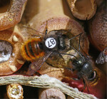 Markierte Wildbiene im Botanischen Garten Nymphenburg.