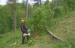 Lebensstätten seltener und gefährdeter Offenlandarten müssen von Gehölzen freigehalten werden.