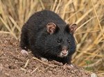 Abb. 2: „Schwarzhamster“, für den das Land Thüringen eine besondere Verantwortung trägt, da diese Farbvariante des normalerweise „bunten“ Feldhamsters in Mittel- und Westeuropa nur im Thüringer Becken vorkommt.