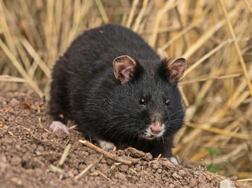 Abb. 2: Schwarzhamster, fr den das Land Thringen eine besondere Verantwortung trgt, da diese Farbvariante des normalerweise bunten Feldhamsters in Mittel- und Westeuropa nur im Thringer Becken vorkommt.