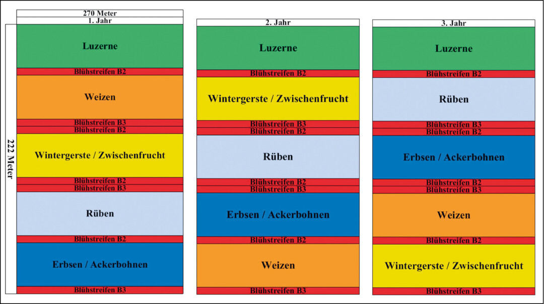 Abb. 5 : Schema des Grundmodells einer Lebensraumparzelle ber drei Jahre (nhere Erluterungen im Text). Prinzipiell sollten feldhamsterfreundliche Kulturen angebaut werden. Links: Anbauplanung im 1. Jahr, Mitte: im 2. Jahr, rechts: im 3. Jahr. Kulturen und Gren sind beispielhaft und der Bewirtschaftungsbreite und Anbauplanung des Betriebes anzupassen. Mae des Grundmodells: Gesamtflche 6 ha, Blhstreifenbreite (einfach) 6 m, Kulturstreifenbreite 36 m.