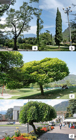 Abb. 6: Beispiele von verschiedenen Baumarten und deren unterschiedlicher Kronenstruktur im innerstädtischen Bereich der Stadt Bozen: (a) Japanischer Schnurbaum (Styphnolobium japonicum (L.) Schott), (b) Echte Zypresse(Cupressus sempervirens L.), (c) Gewöhnlicher Trompetenbaum(Catalpa bignonioides Walter) und (d) Schwarze Maulbeere (Morus nigra L., var.pendula ).