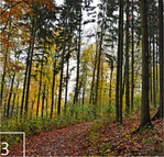 3 Kaum zehn Minuten von Saarbrücken entfernt: der „Urwald vor den Toren der Stadt“.