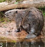 5 Mit Geduld und Glück kann man hier auch den Biber treffen.