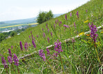 7 Halbtrockenrasen bei Gersheim im Mai: Hier finden sich zahllose Orchideen.