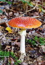 8 Der Fliegenpilz gehört zu den auffälligsten Arten im Wald.