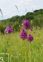 9 Die Pyramidenorchis zählt zu den häufigsten Arten der saarländischen Halbtrockenrasen.