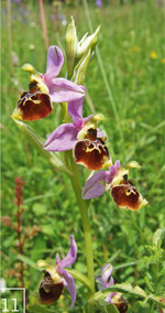 11 Farbschöne Besonderheit: Die Hummelragwurz ist eine der Besonderheiten in Gersheim.