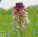 13 Winzling: Das Brandknabenkraut wird leicht übersehen.