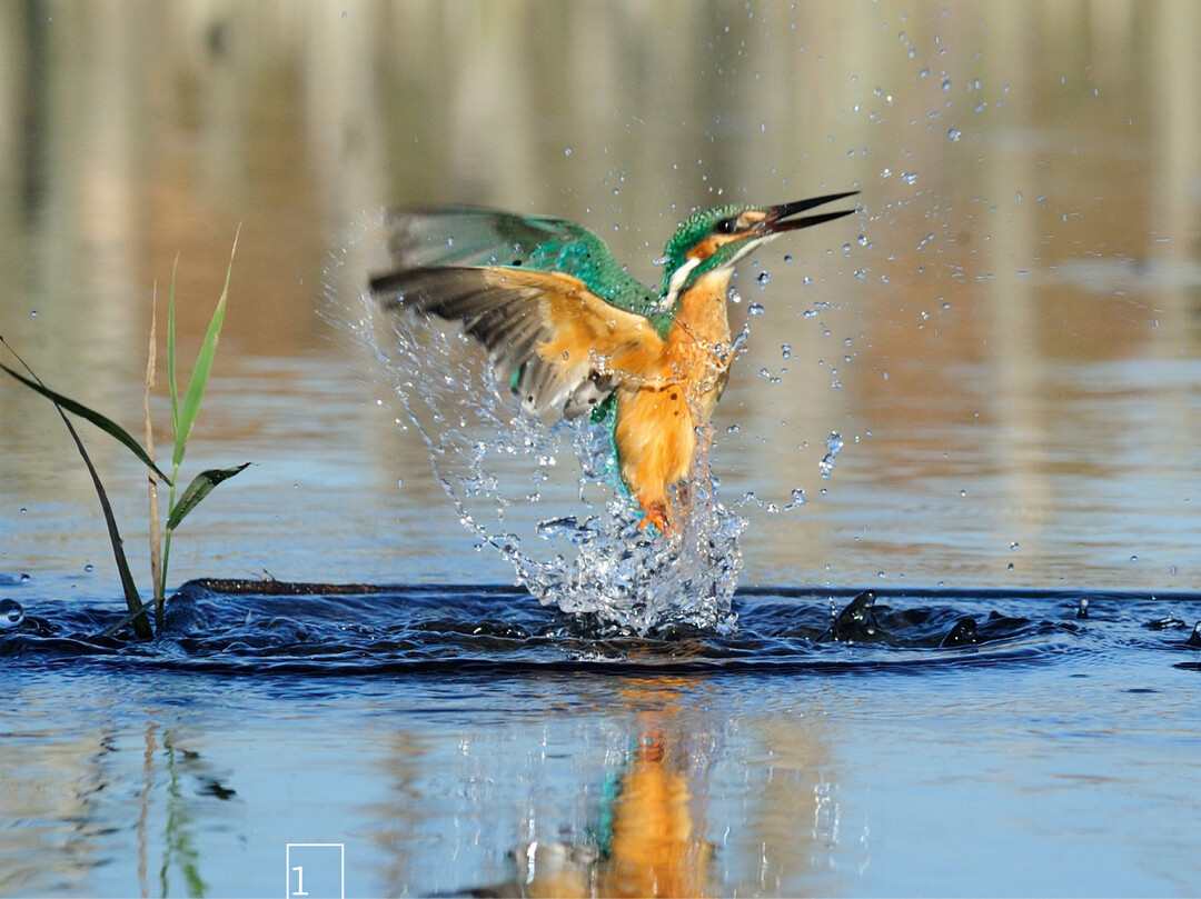 1 Der Eisvogel hat am Goitzschesee eine neue Heimat gefunden.