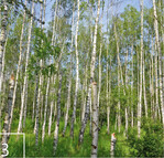 3 Teile der Goitzsche sind von lichtem Birkenwald geprägt.