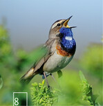 8 Mit etwas Glück endeckt man auch das auffällige Blaukehlchen.