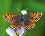 Lycaena helle