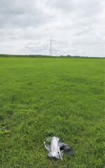 Abb. 9: Graureiher als Anflugopfer unter der das Untersuchungsgebiet querenden Freileitung 2015