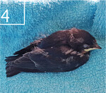 4 Hilfe für eine geschwächte Rauchschwalbe