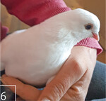 6 Wildtier oder Zuchtvogel: Gerlich setzt sich für alle Vögel ein.