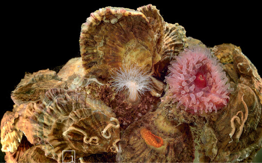  1 Austernriff mit verschiedenen Anemonen 