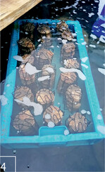 4 Die Elterntiere werden aufeinandergestapelt auf die neuen Bedingungen in der Zuchtanlage konditioniert.