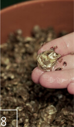 8 Tausende winziger Austern sollen auf dem künstlichen Riff angesiedelt werden.