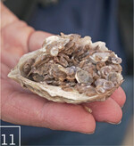 11 Dutzende Saataustern haben sich auf dieser alten Austernschale angesiedelt.