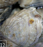 12 Die Schalen der Jungtiere sind durchscheinend und dünn.