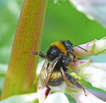Eine Hummel raubt Nektar von einer Ackerbohne.