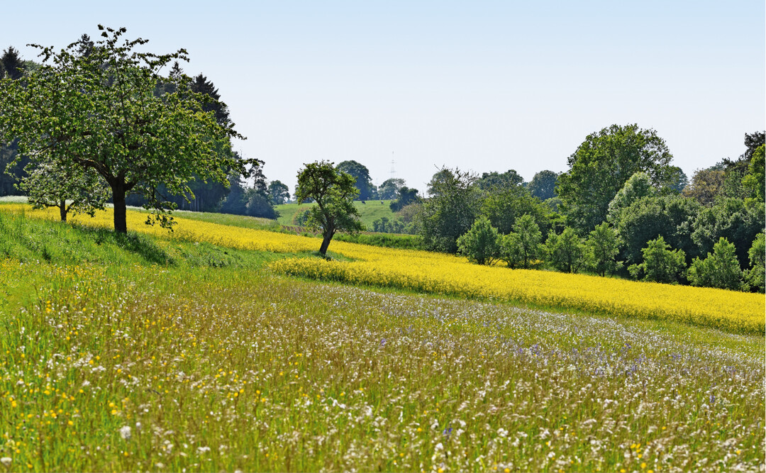 Agrarlandschaft, reich an Landschaftselementen