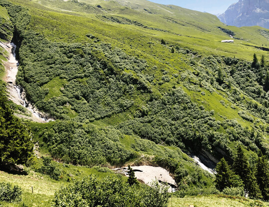 Foto1: Blick auf die Ostseite des Untersuchungsgebiets mit den maschinell geffneten Lichtungen im dichten Grn-Erlen-Bestand
