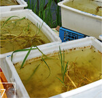 7 Die Kaulquappen werden in Kunststoffbecken aufgezogen.