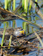 9 Die aufgezogenen Tiere ziehen anschließend in die Ausgangsgewässer und in die neu angelegten Gewässer.