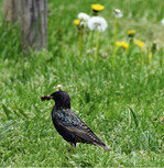 Der Star ist in seinem Bestand in Niedersachsen und Bremen zwischen 1996 und 2020 um 68 % zurückgegangen und wird daher in der neuen Roten Liste als „gefährdet“ eingestuft.