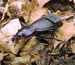 Dieser Lederlaufkäfer wurde mit einem RFID-Transponder versehen.