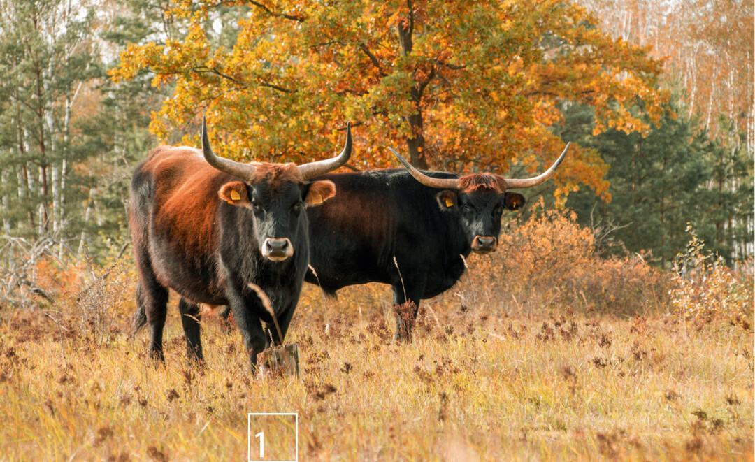 1) Ganzjahresbeweidung mit Heckrindern auf der Naturerbefläche Oranienbaumer Heide (Sachsen-Anhalt). Die Fläche wurde bis 1992 militärisch genutzt und ist kampfmittelbelastet.