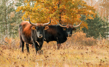 1) Ganzjahresbeweidung mit Heckrindern auf der Naturerbeflche Oranienbaumer Heide (Sachsen-Anhalt). Die Flche wurde bis 1992 militrisch genutzt und ist kampfmittelbelastet.