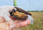 Schlagopfer eines Großen Abendseglers(Nyctalus noctula) an einer alten Windkraftanlage, die aktuell ohne Betriebssteuerung zum Fledermausschutz betrieben wird (Voigt et al. 2022).