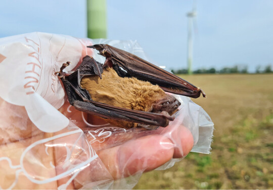 Schlagopfer eines Groen Abendseglers(Nyctalus noctula) an einer alten Windkraftanlage, die aktuell ohne Betriebssteuerung zum Fledermausschutz betrieben wird (Voigt et al. 2022).